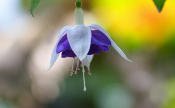 Đừng tìm cầu bằng ý
